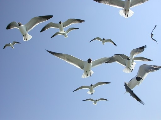 original seagull