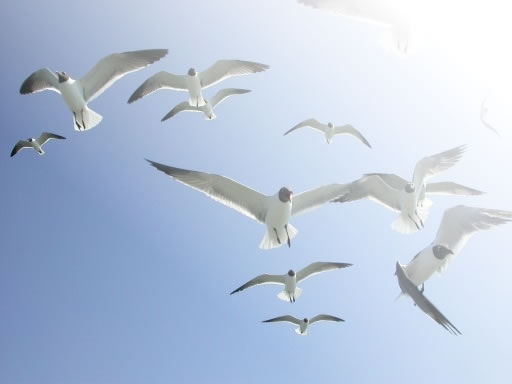 seagull